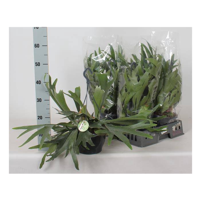 <h4>Platycerium Bifurcatum 21Ø 40cm</h4>