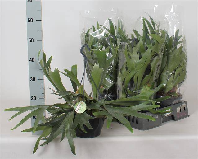 Platycerium Bifurcatum 21Ø 40cm