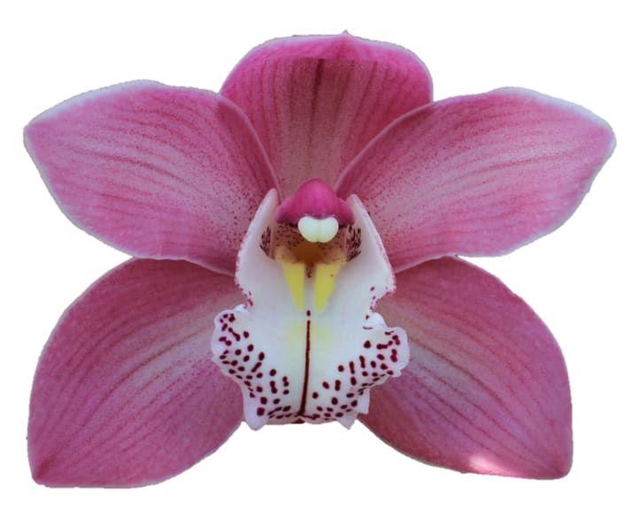 <h4>CYMB T AIDA</h4>