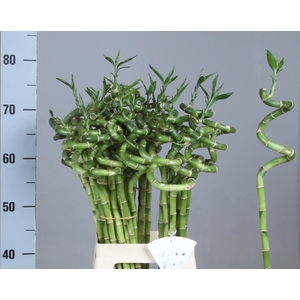 DRAC LUCKY BAMBOO