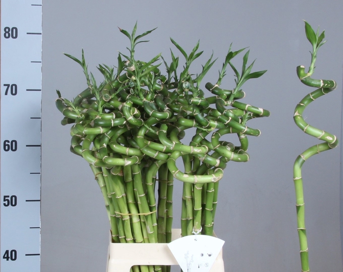 <h4>DRAC LUCKY BAMBOO</h4>