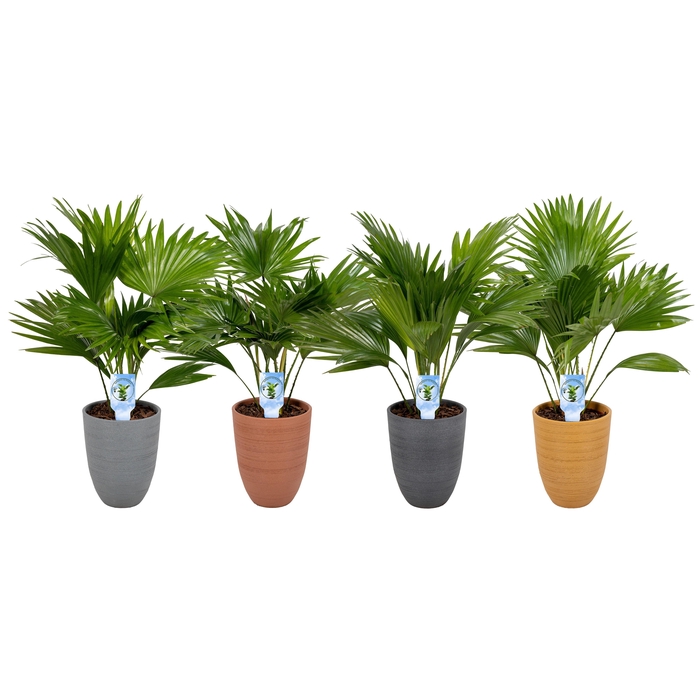 <h4>Livistona 830 mix potkleuren Asp</h4>