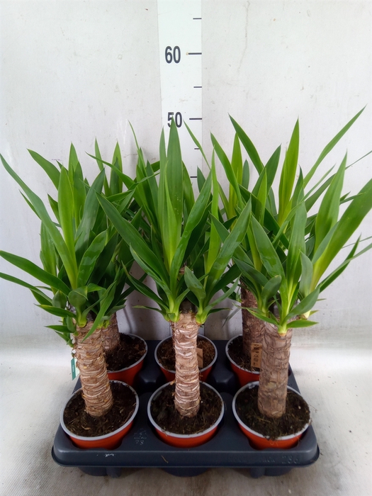 <h4>Yucca   ...</h4>
