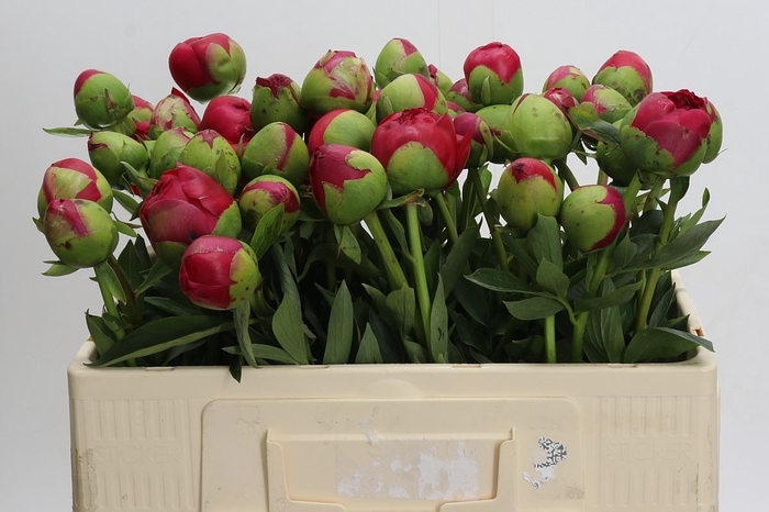 Paeonia Command Performance