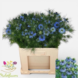 NIGE D OV BLAUW BS
