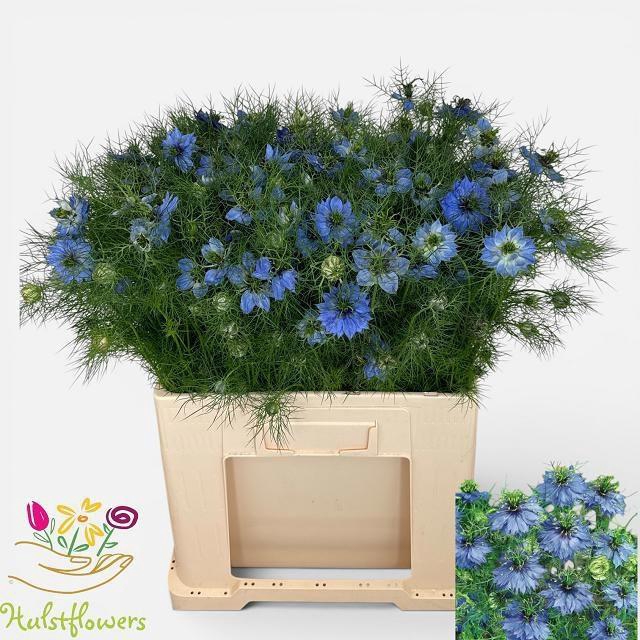 <h4>NIGE D OV BLAUW BS</h4>