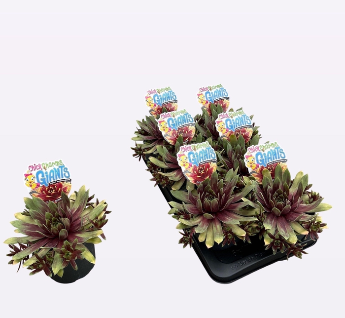 <h4>SEMP CCG GOLD MINE</h4>