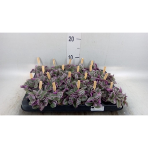 Tradescantia cerinth. 'Sweetness'