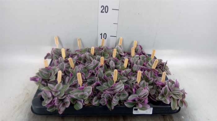 <h4>Tradescantia cerinth. 'Sweetness'</h4>