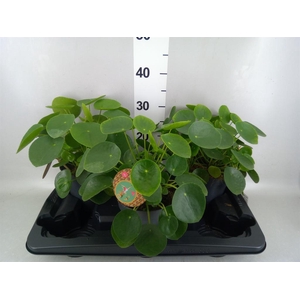 Pilea peperomioides