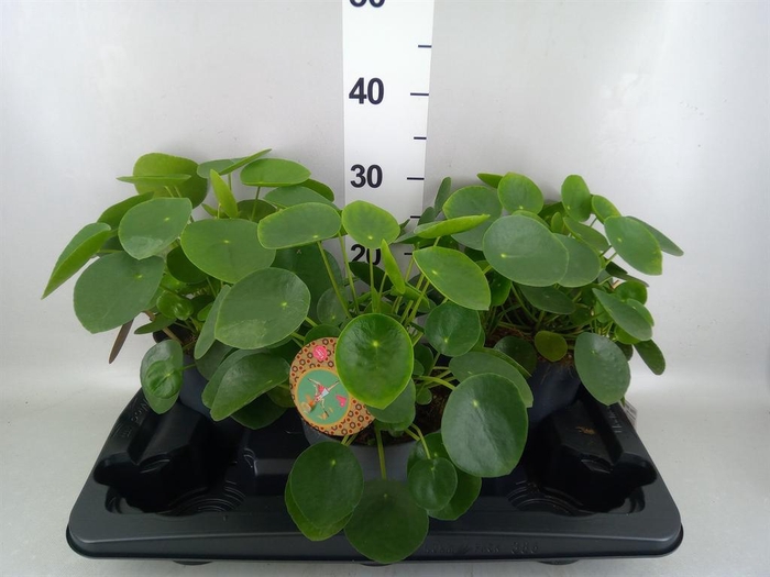 <h4>Pilea peperomioides</h4>