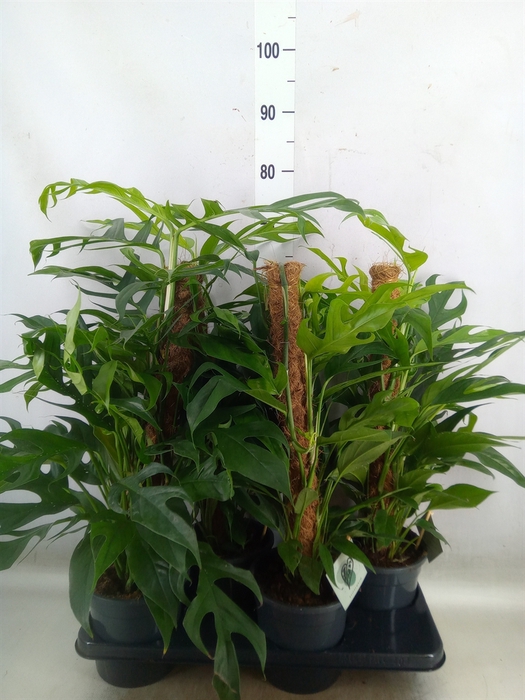<h4>Epipremnum pinn. 'Baltic Blue'</h4>