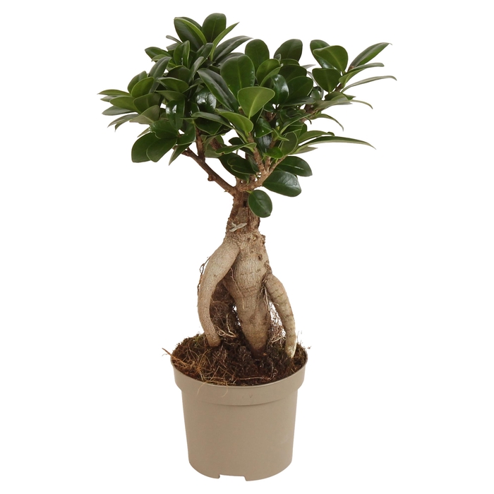 <h4>Ficus m. Ginseng pot 09cm Carbon Free pot</h4>