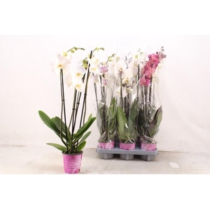 PHAL GEM