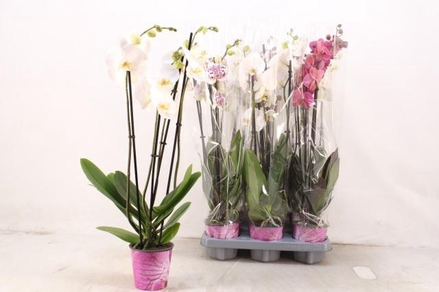 <h4>PHAL GEM</h4>
