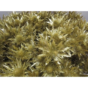 Eryng Orion Goud / Glitter L60