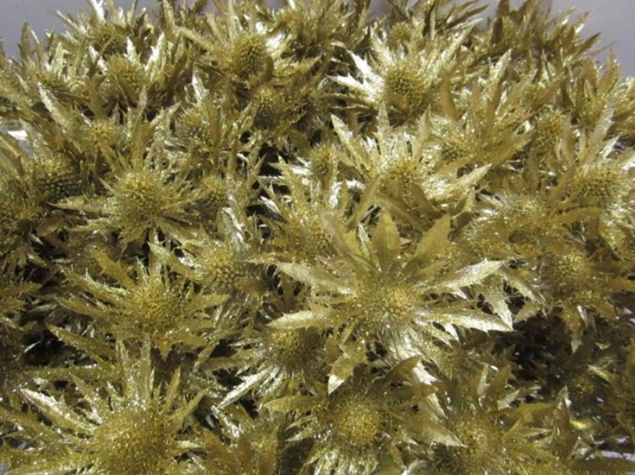 <h4>Eryng Orion Goud / Glitter L60</h4>