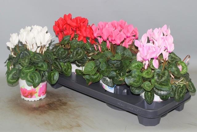 <h4>CYCL GR SUP XL</h4>