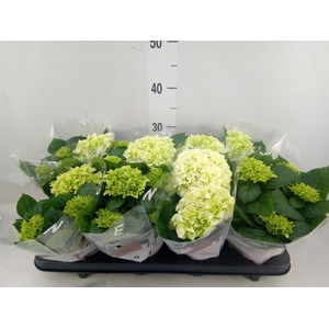 Hydrangea mac. 'Hi White Sun'