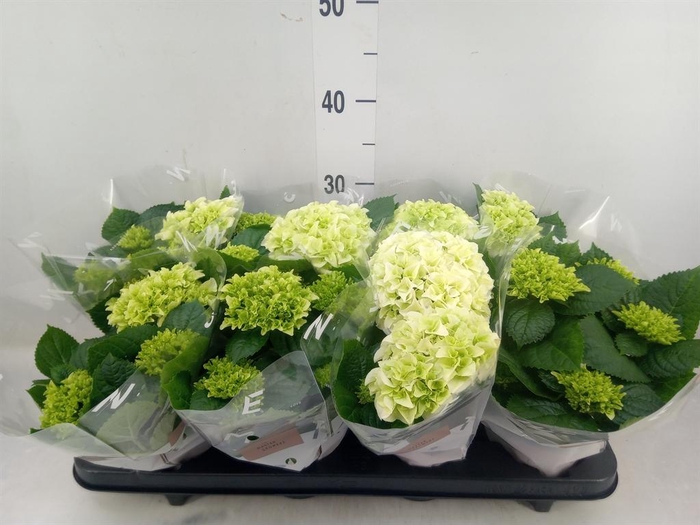 <h4>Hydrangea mac. 'Hi White Sun'</h4>
