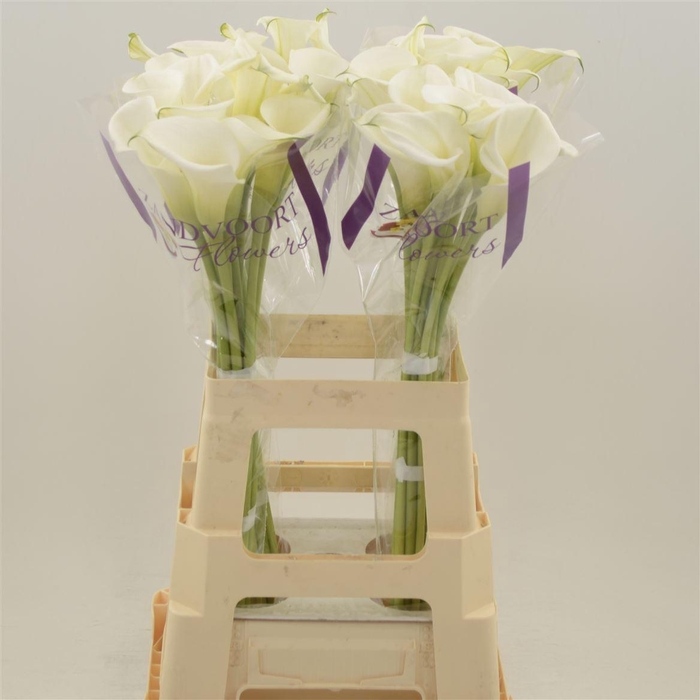 <h4>Calla White Art</h4>