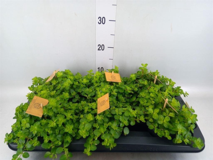<h4>Peperomia rotundifolia</h4>