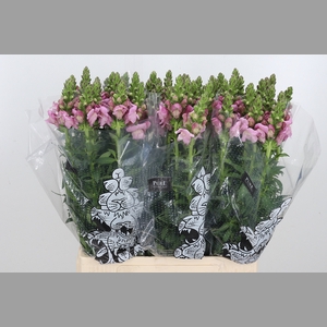 Antirrhinum M Laven