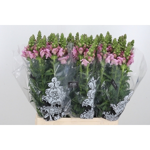 Antirrhinum M Laven