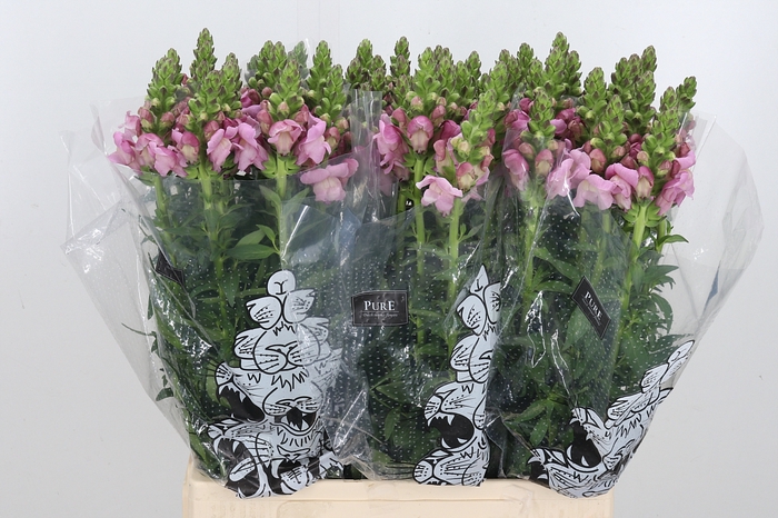 <h4>Antirrhinum M Laven</h4>