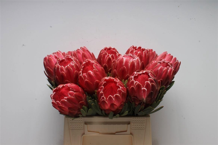 <h4>PROTEA VENUS</h4>