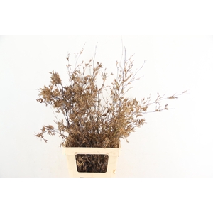 BAMBOE PER STEM 070CM