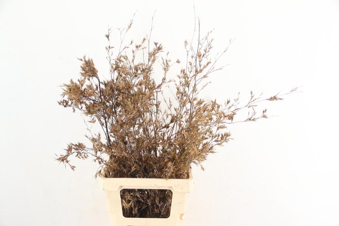<h4>BAMBOE PER STEM 070CM</h4>