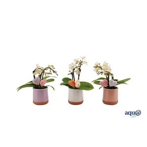 Valencia Mix Tiny Dolls Wit 3T18+ Aqu@ + Hartjes Duo