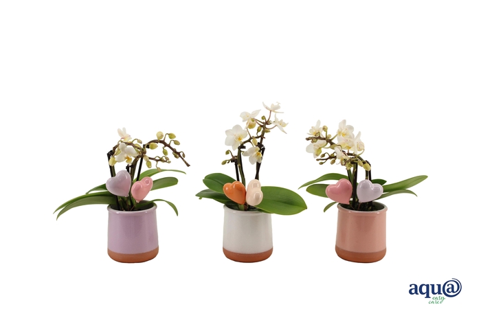 <h4>Valencia Mix Tiny Dolls Wit 3T18+ Aqu@ + Hartjes Duo</h4>