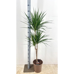 DRA MARGINATA