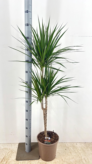 <h4>DRA MARGINATA</h4>