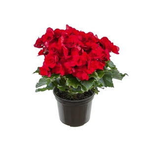 BEGONIA BALADIN P15