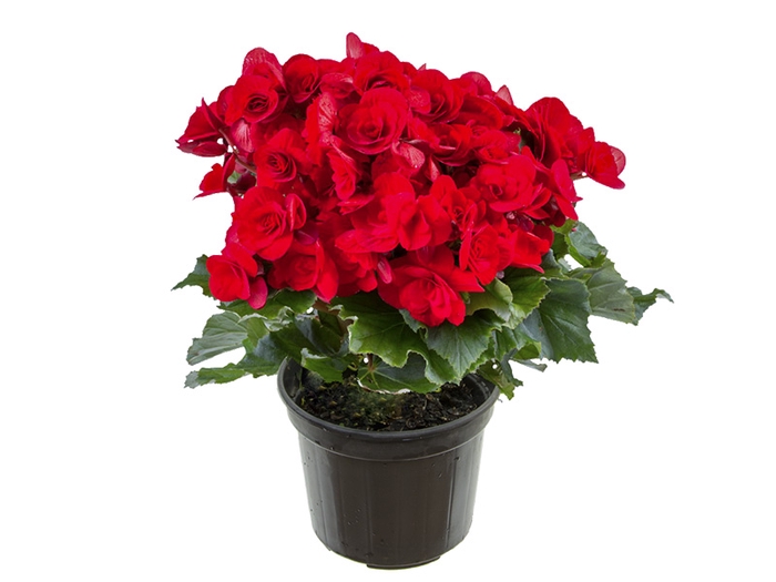 <h4>BEGONIA BALADIN P15</h4>