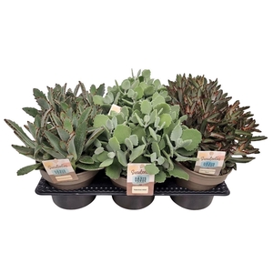 KALANCHOE GEM