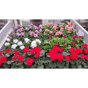 arr8 Pel Zon Mixk 1 Kleur Per Tray