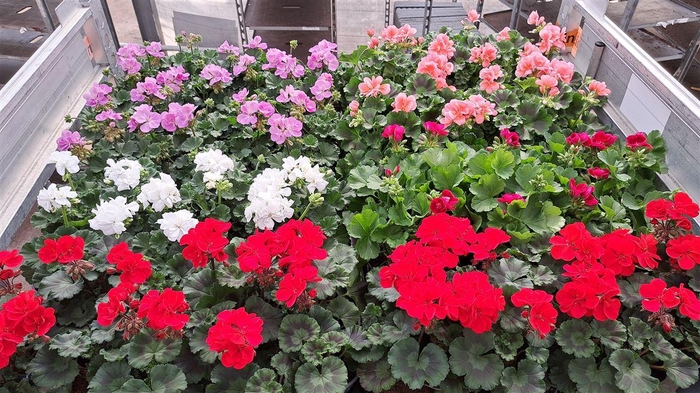 <h4>Pel Zon Mixk 1 Klr Per Tray</h4>