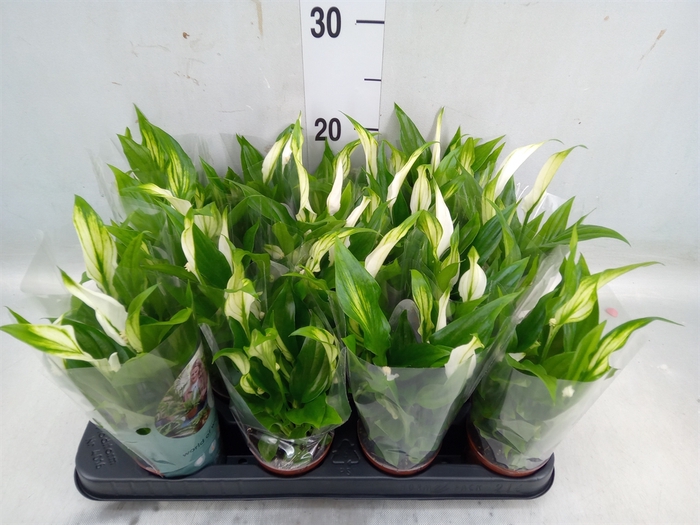 <h4>Spathiphyllum  'Pearl Cupido'</h4>