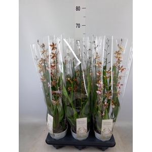 Oncidium  'Barrocco Bronze'