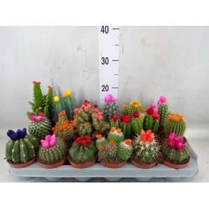 Cactus   ...decorated