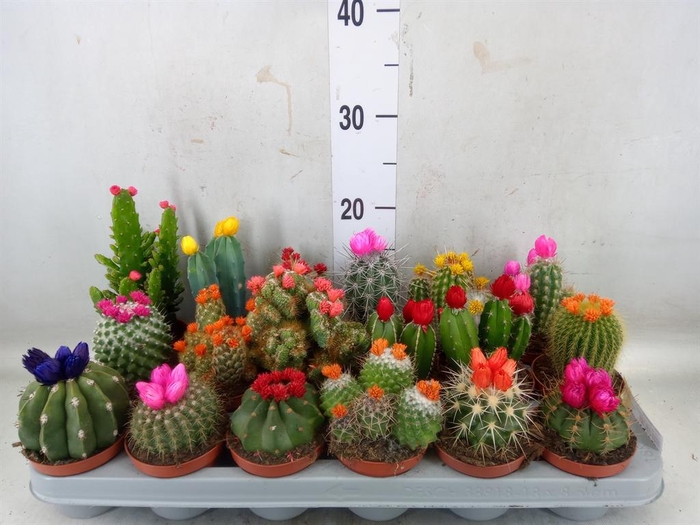 <h4>Cactus   ...decorated</h4>