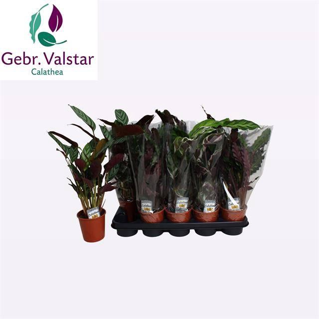 <h4>CALAT GEM 3 SRT</h4>