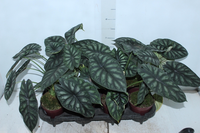 <h4>ALOCASIA DRAGON SCALE P12</h4>