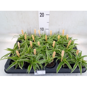Chlorophytum com. 'Ocean'