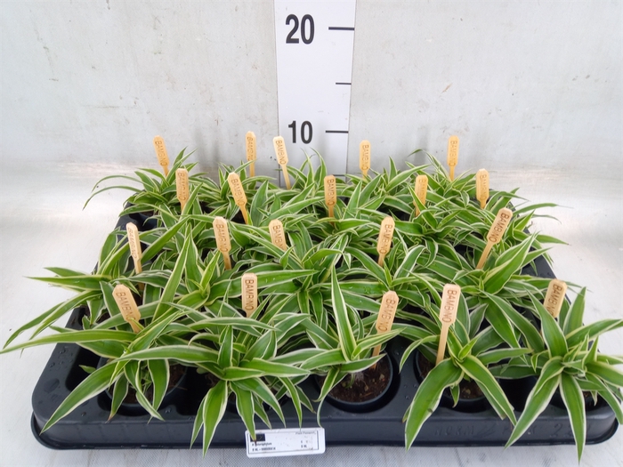 <h4>Chlorophytum com. 'Ocean'</h4>