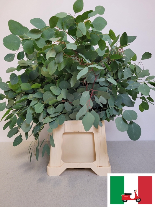 <h4>EUC POPULUS PB</h4>